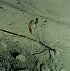 Lunar Portable Magnetometer